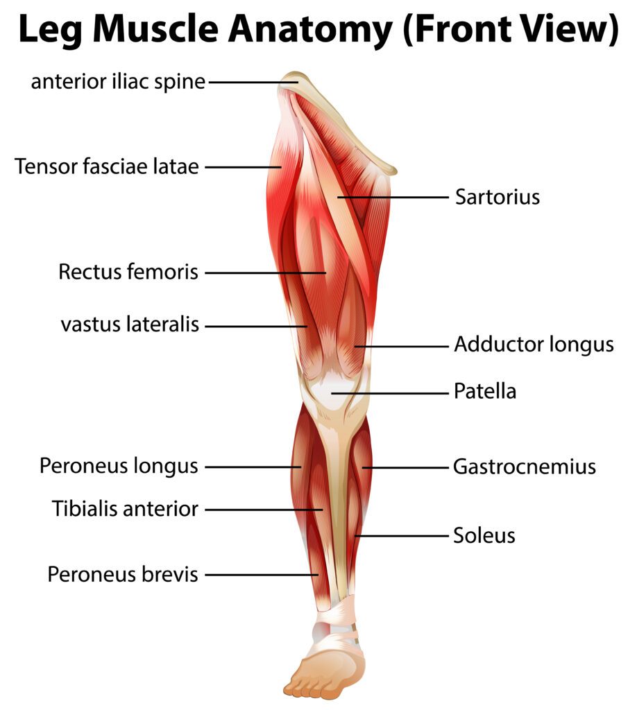 leg anatomy